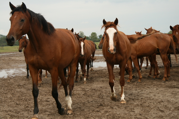 beautiful horses.JPG